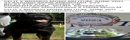 Rottweiler cani in vendita: Cuccioli rottweiler  - Annuncio 24