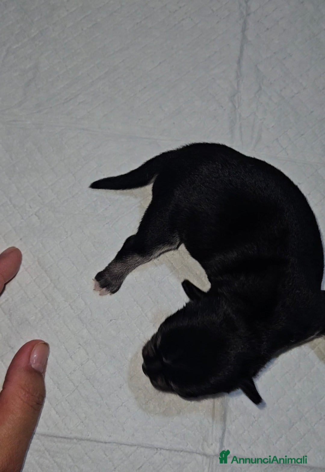 Chihuahua cani in vendita: Chihuahua pedigree Enci  - Annuncio 3