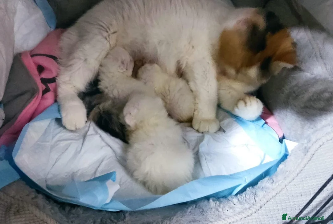 Exotic Shorthair gatti in vendita: Exotic short hair/persiano bianco - Annuncio 6