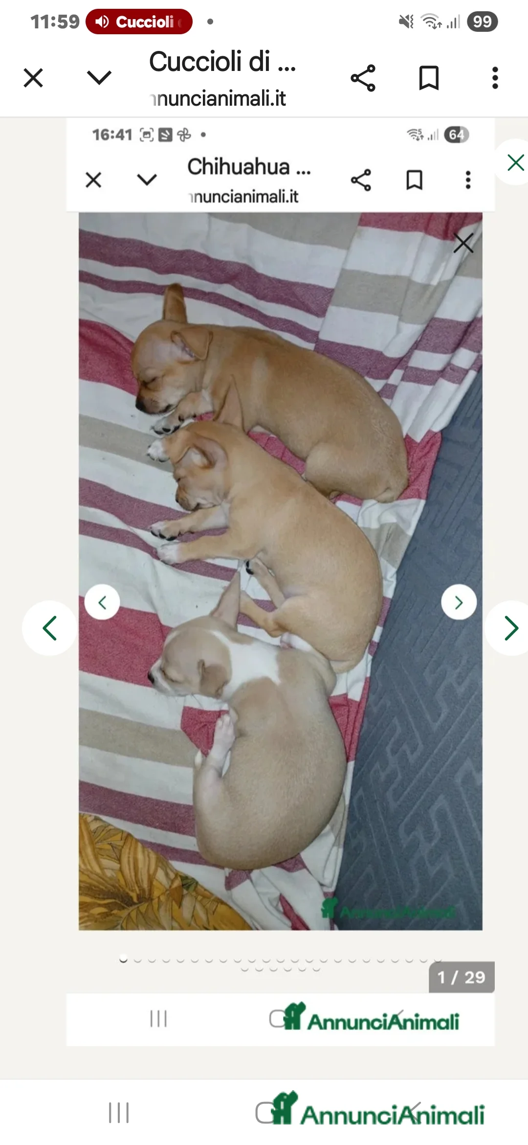 Chihuahua cani in vendita: Cuccioli di chihuahua - Annuncio 30