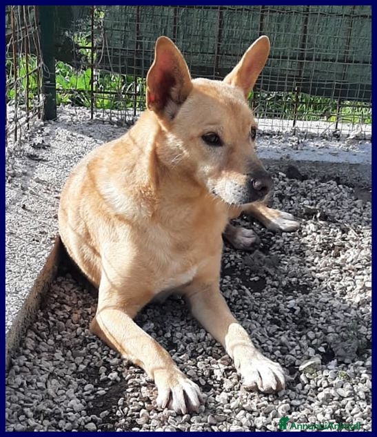 Meticcio cani EDDY buono e tranquillo - Annuncio 29