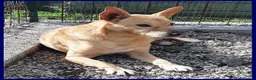Meticcio cani in regalo: EDDY buono e tranquillo - Annuncio 1