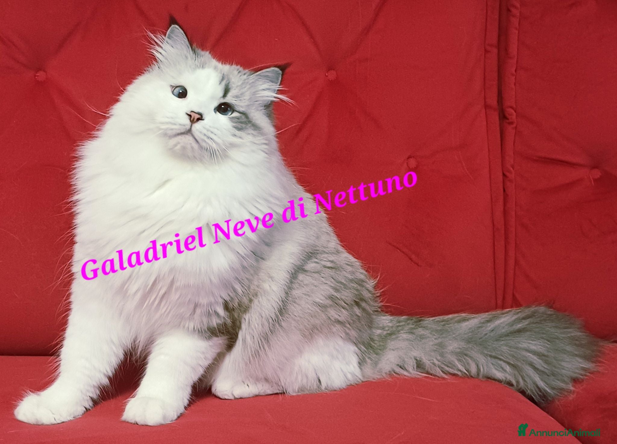 Siberiano gatti Gatto siberiano neva-masquerade ipoallergenico - Annuncio 6