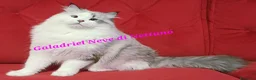 Siberiano gatti in vendita: Gatto siberiano neva-masquerade ipoallergenico - Annuncio 1