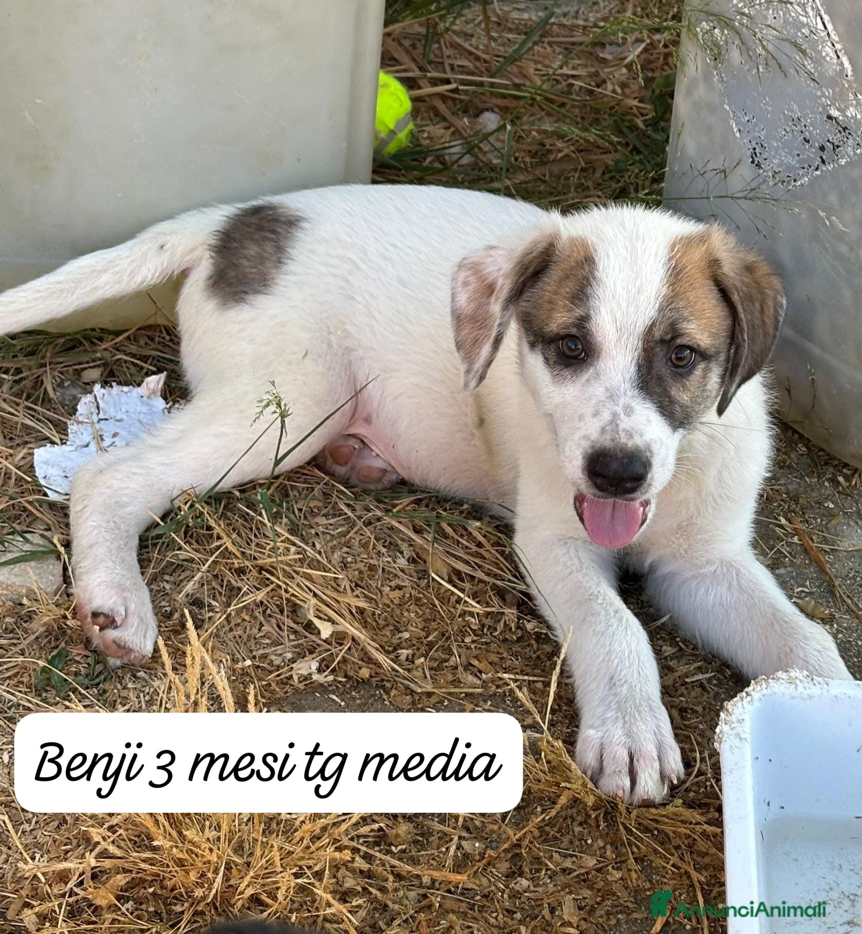 Meticcio cani in regalo: Cuccioli cercano urgentemente famiglia  a Provincia di Monza e della Brianza - Annuncio 11