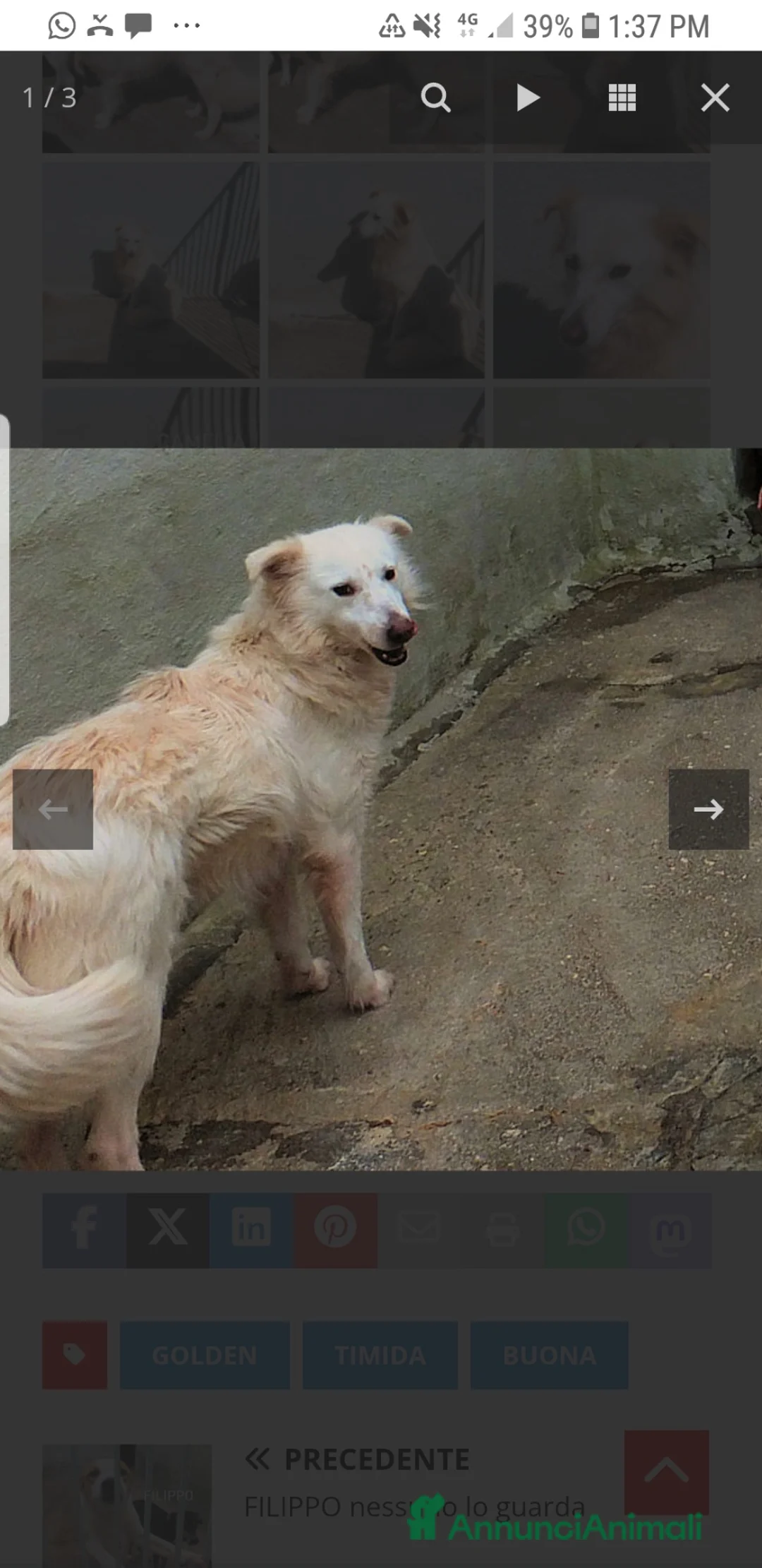 Golden Retriever cani in regalo: ADOZDEL💔:bellissima,elegant,gentile,finisce inbox - Annuncio 8