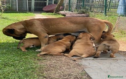 Bullmastiff cani in vendita: Cuccioli Bullmastiff  - Immagine 14