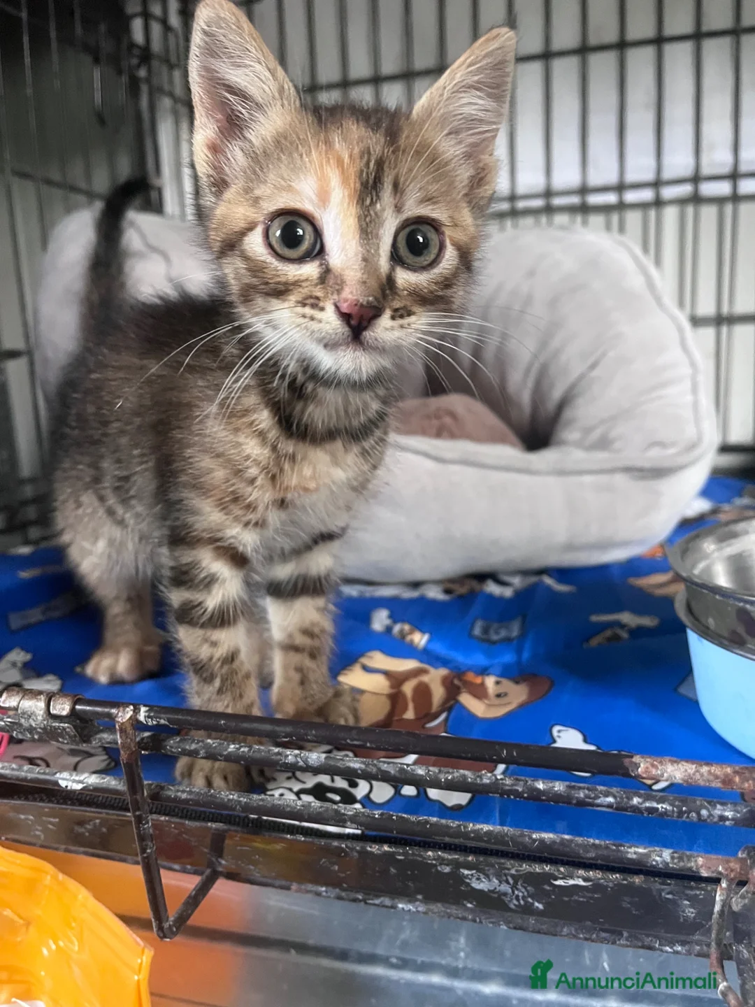Europeo gatti in regalo: Dolcissima gattina in cerca di famiglia  - Annuncio 7