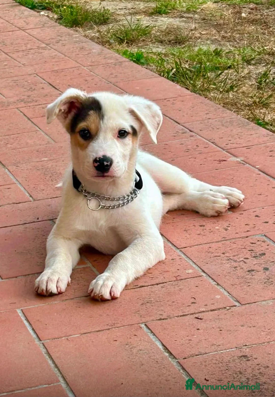Meticcio cani in regalo: Sem, taglia media! (25kg) - Annuncio 1