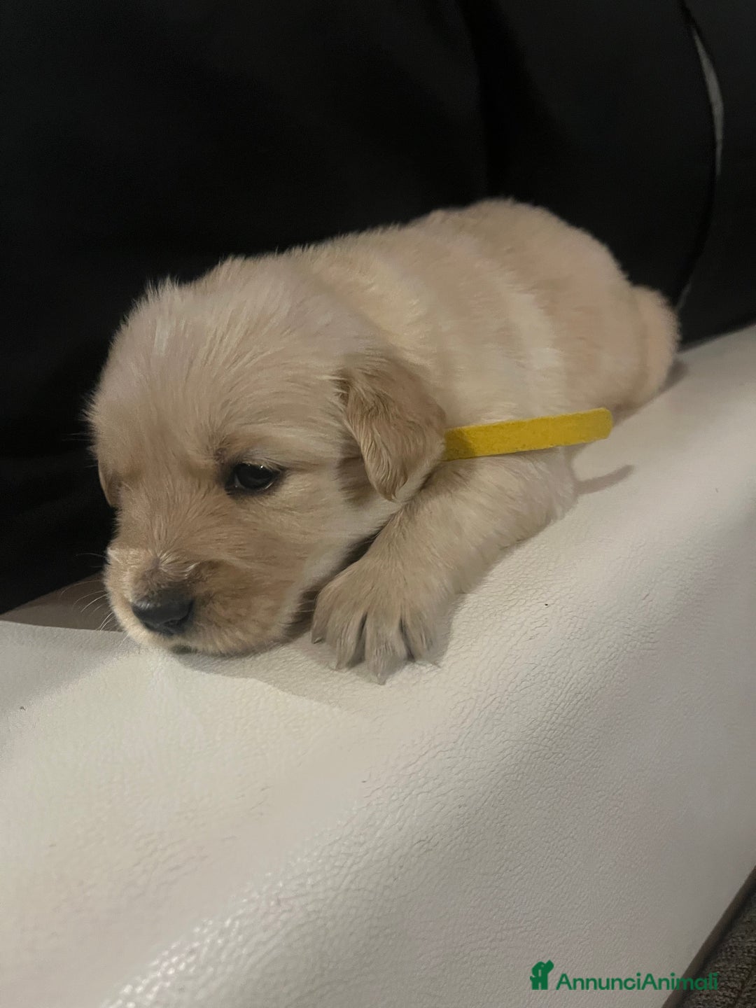Golden Retriever cani in vendita: Cucciolo di Golden retriver anglo americani  - Annuncio 13