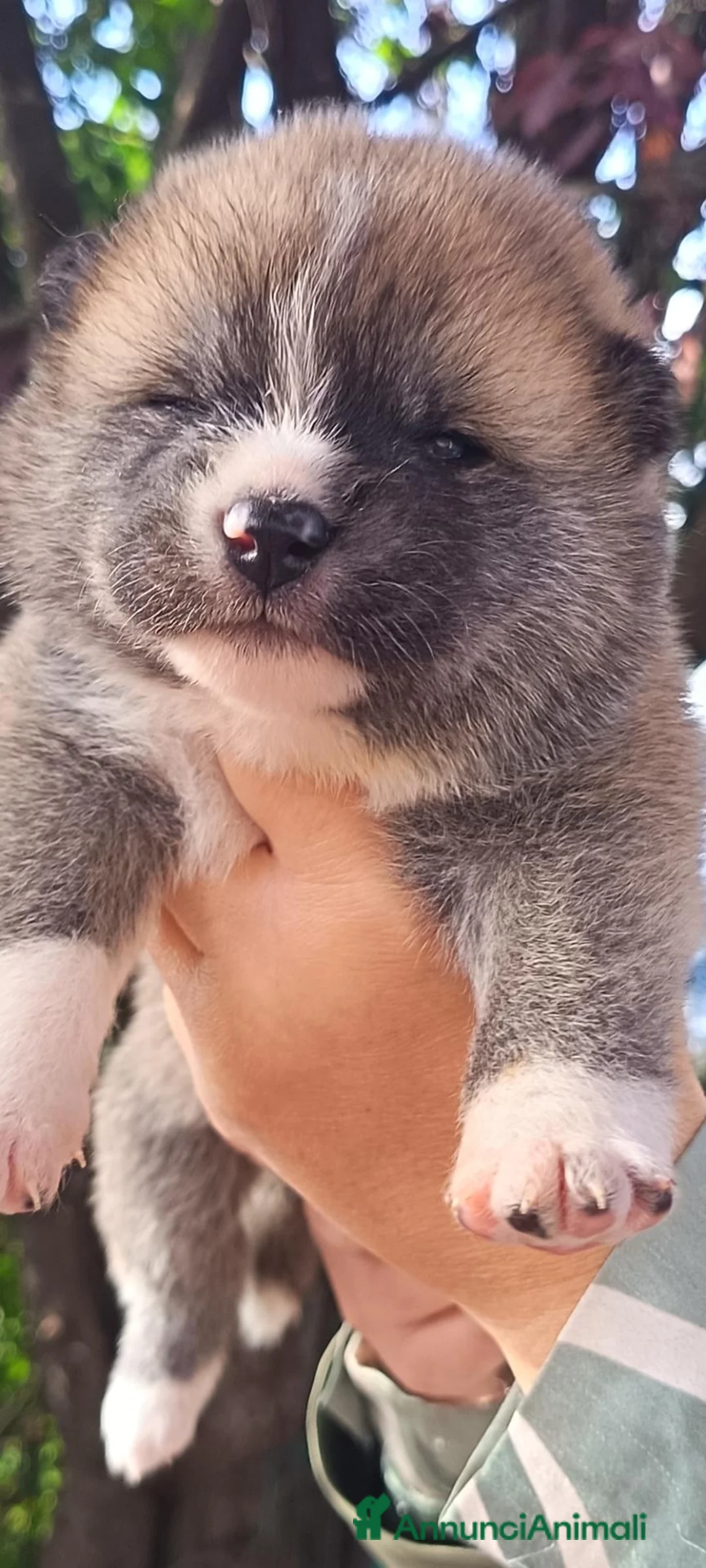 Akita Inu cani in vendita: Akita inu  - Annuncio 8