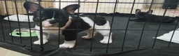 Bulldog Francese cani in vendita: Cuccioli di Bulldog francese a Città metropolitana di Palermo - Annuncio 2