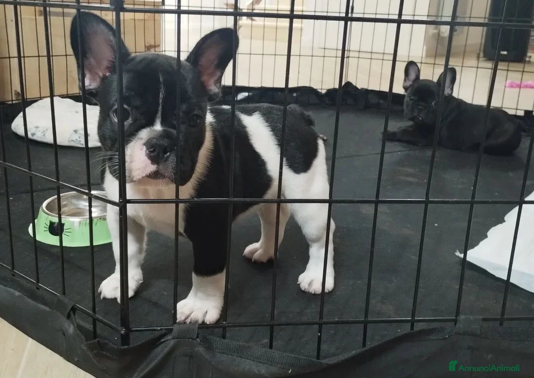 Bulldog Francese cani in vendita: Cuccioli di Bulldog francese a Città metropolitana di Palermo - Annuncio 2