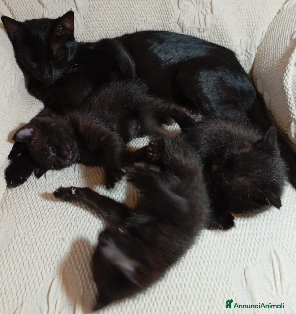 Meticcio gatti Gattini portafortuna - Annuncio 2