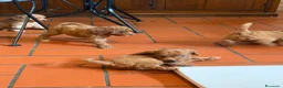 Barboncino cani in vendita: Cuccioli di barboncino a Provincia di Varese - Annuncio 3