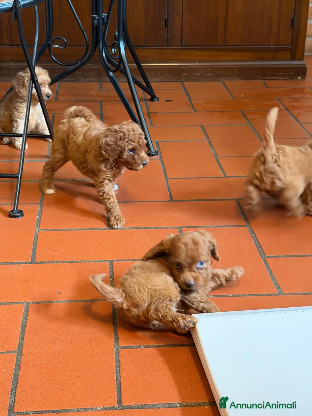 Barboncino cani in vendita: Cuccioli di barboncino a Provincia di Varese - Annuncio 3