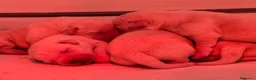 Labrador cani in vendita: Disponibili cuccioli Labrador di alta genealogia - Annuncio 5