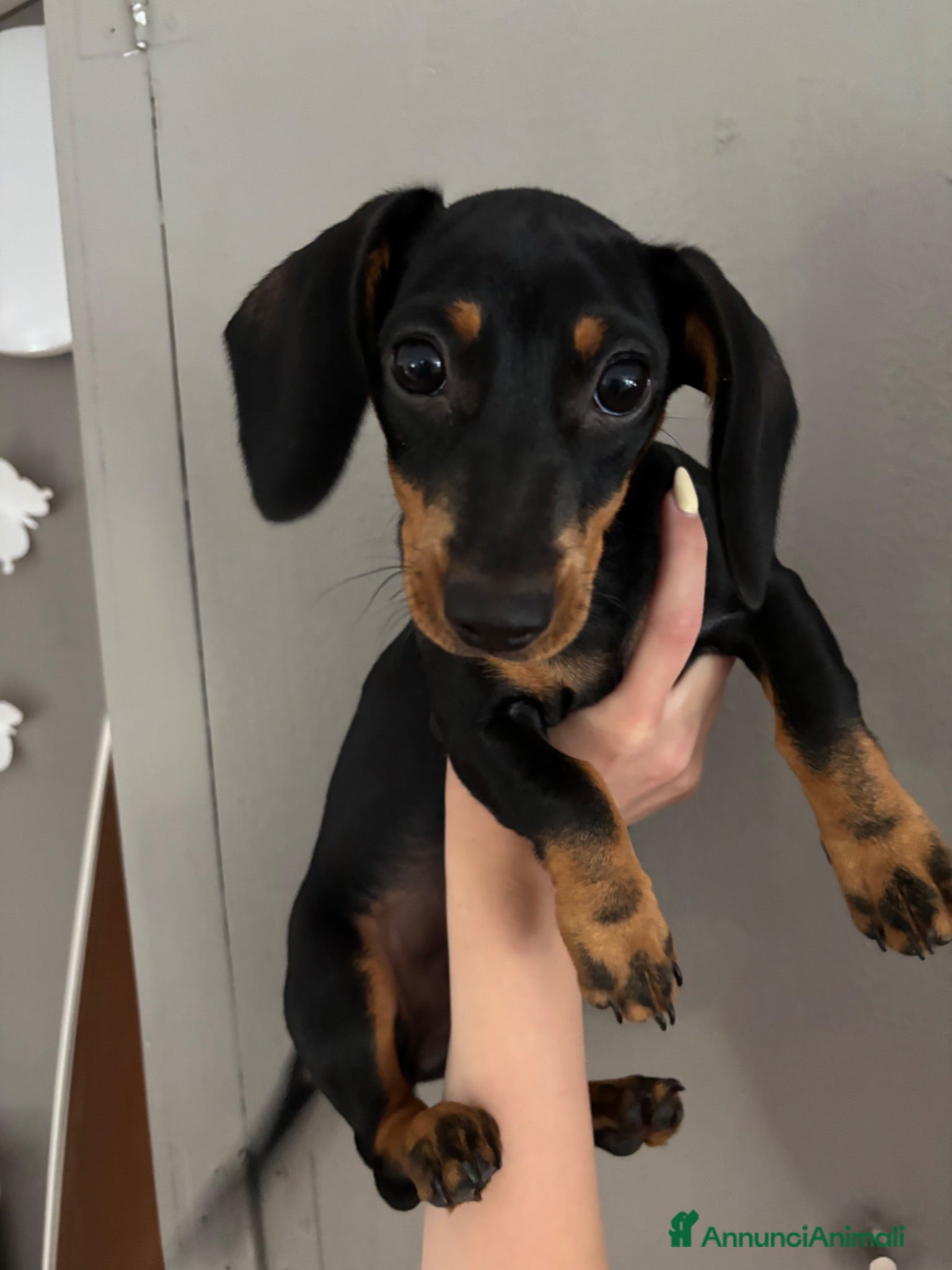 Bassotto cani Cucciolo di bassotto tedesco nano femmina - Annuncio 23