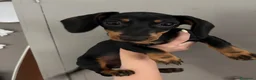 Bassotto cani in vendita: Cucciolo di bassotto tedesco nano femmina - Annuncio 1