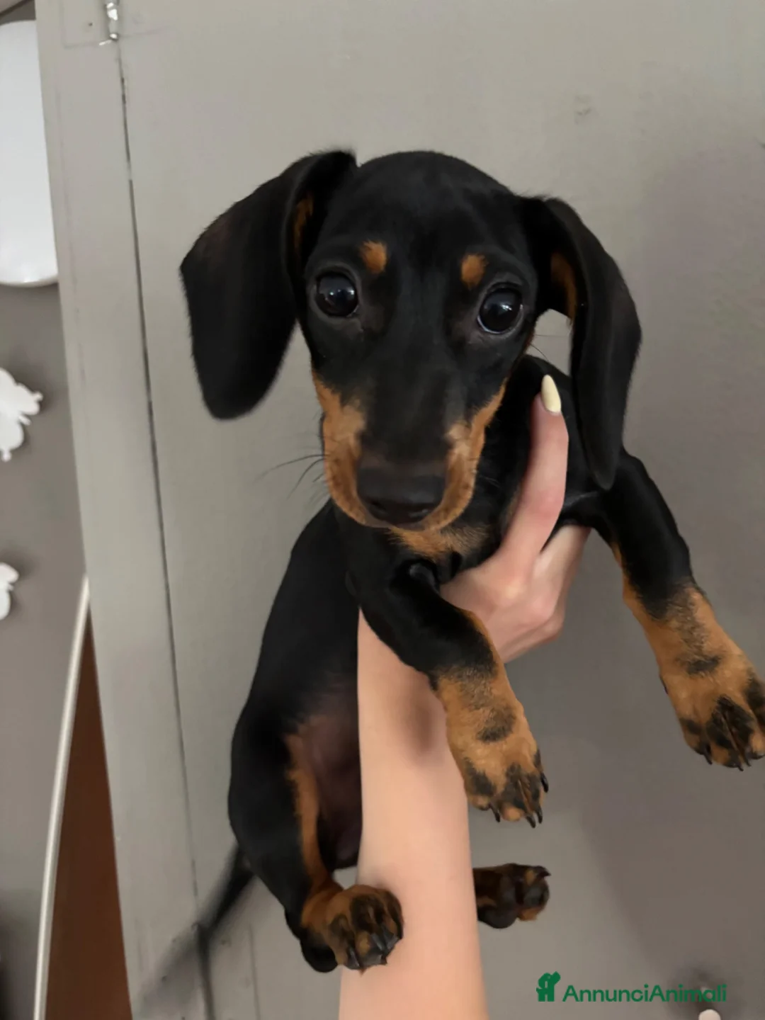 Bassotto cani in vendita: Cucciolo di bassotto tedesco nano femmina - Annuncio 1