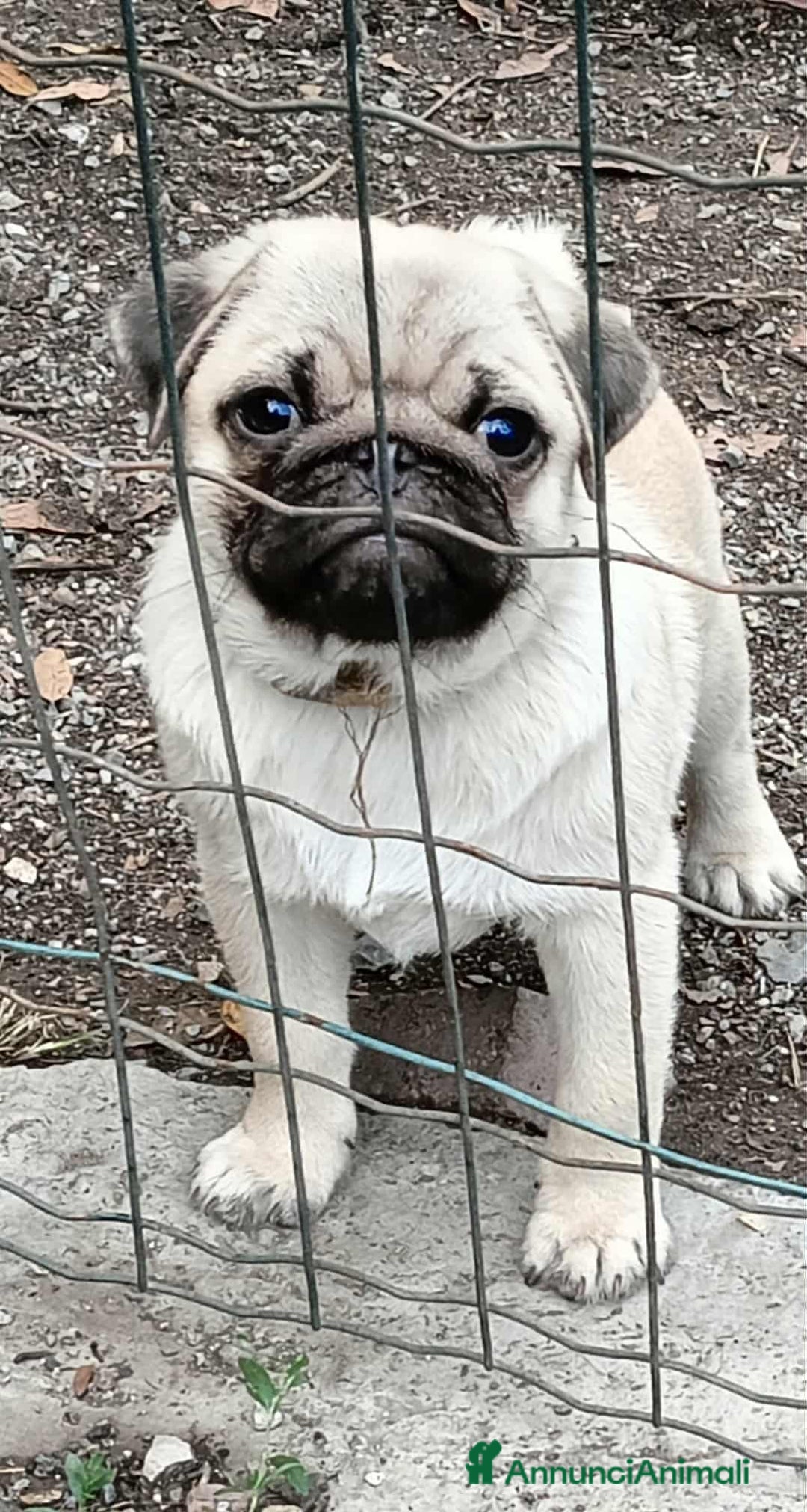 Carlino cani in vendita: Cucciolo Maschio Carlino - Annuncio 2