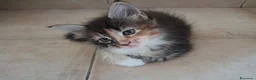 Maine Coon gatti in vendita: Gattini Maine Coon cercano famiglie a Libero consorzio comunale di Agrigento - Annuncio 5