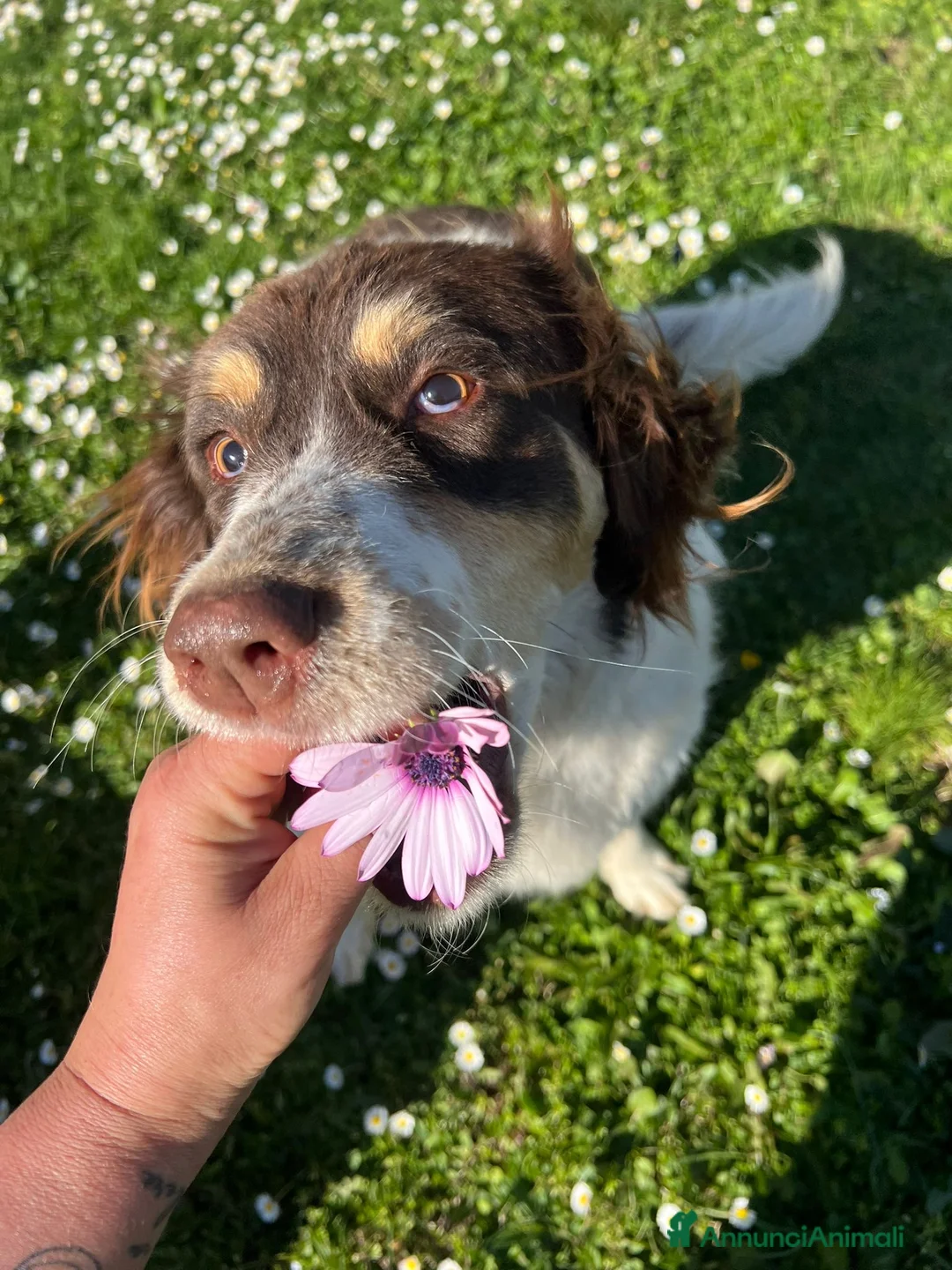 Meticcio cani in regalo: Molly a Provincia di Savona - Annuncio 3