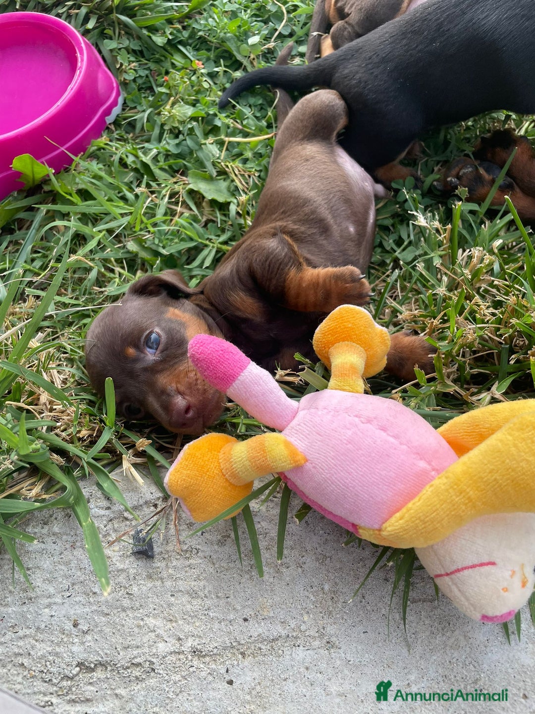 Bassotto cani in vendita: Bassotti Kaninchen con pedigree Enci a Provincia di Cuneo - Immagine 3