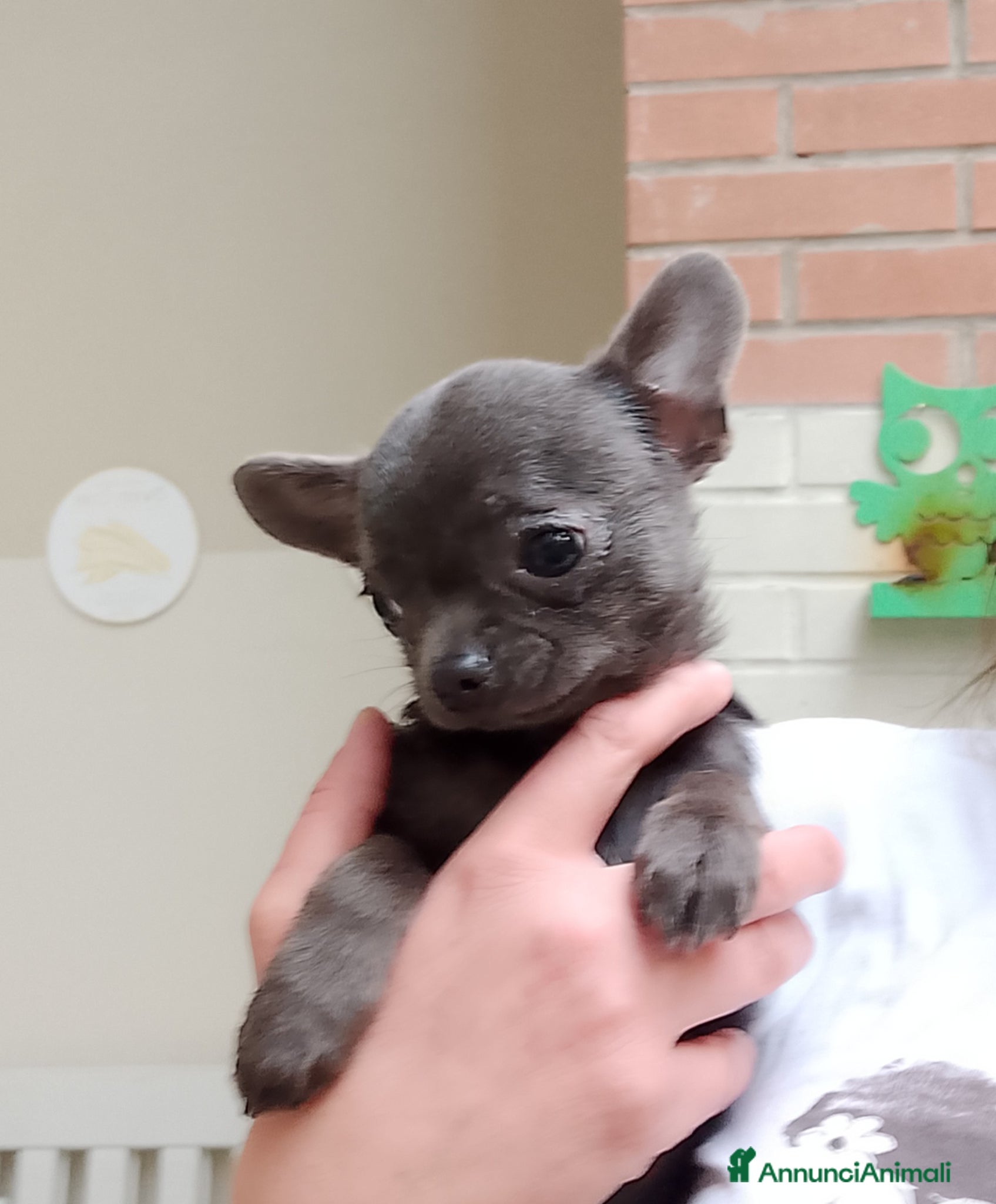 Chihuahua cani Chihuahua con pedigree ENCI  - Annuncio 10