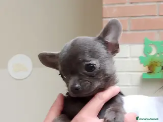Chihuahua cani Chihuahua con pedigree ENCI - Annuncio 10