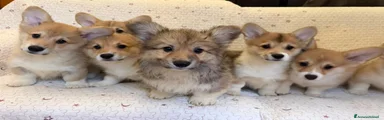 Corgi Pembroke 5
