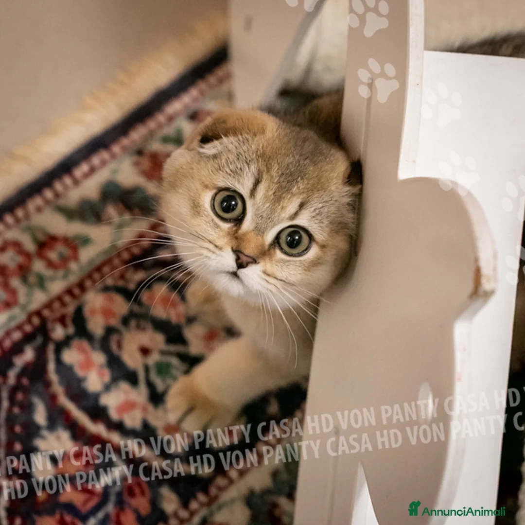 Scottish gatti in vendita: Cucciole Scottish Fold - Annuncio 23