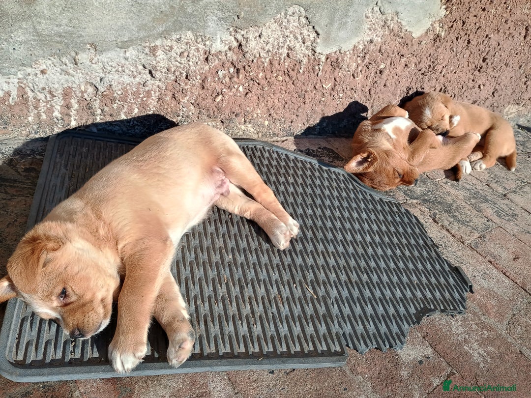 Meticcio cani in vendita: 4 Piccoli vicino Mantova Cercano un Nuovo Inizio! - Annuncio 4