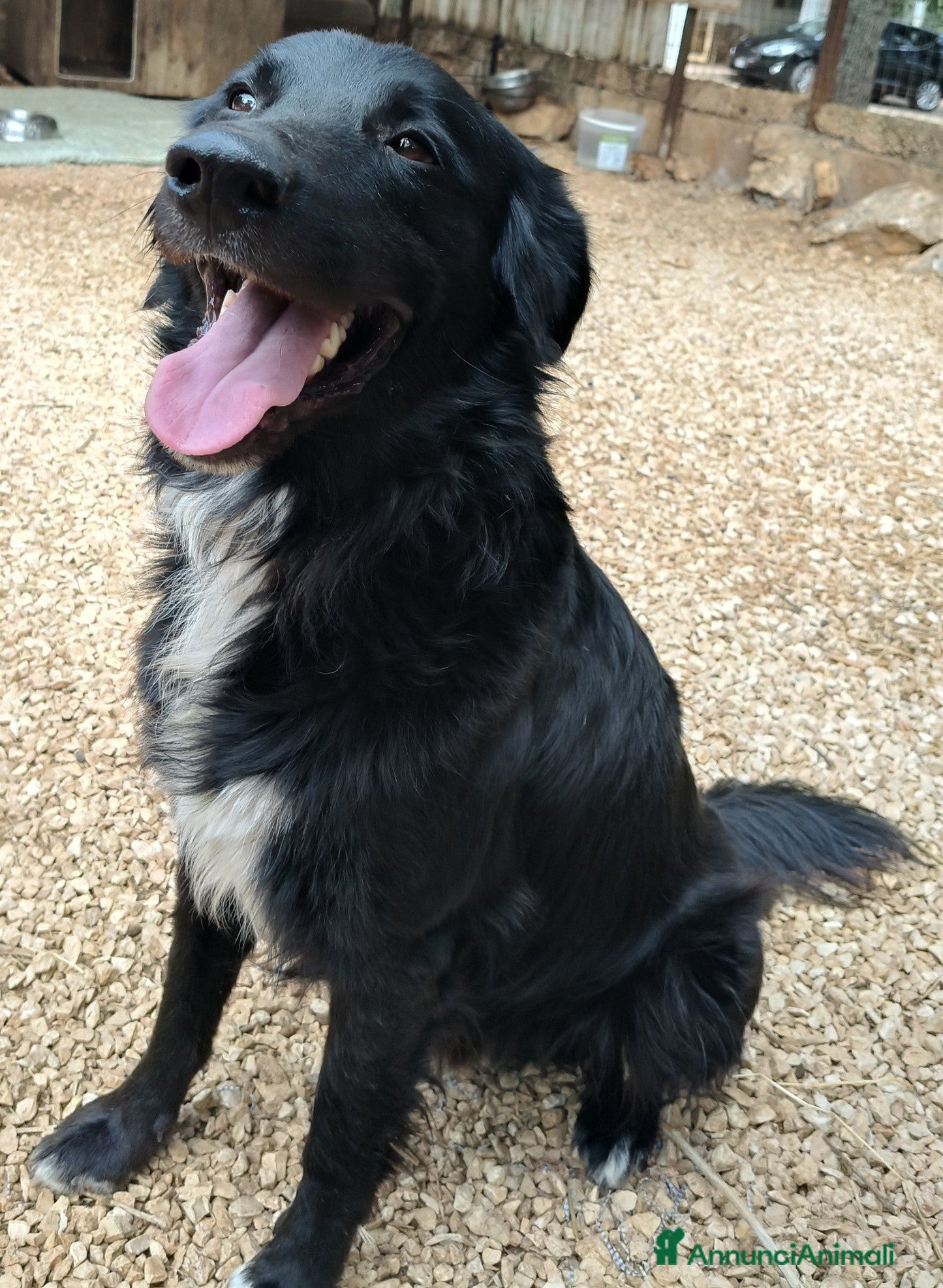 Meticcio cani Sansone, il cane ideale - Annuncio 2