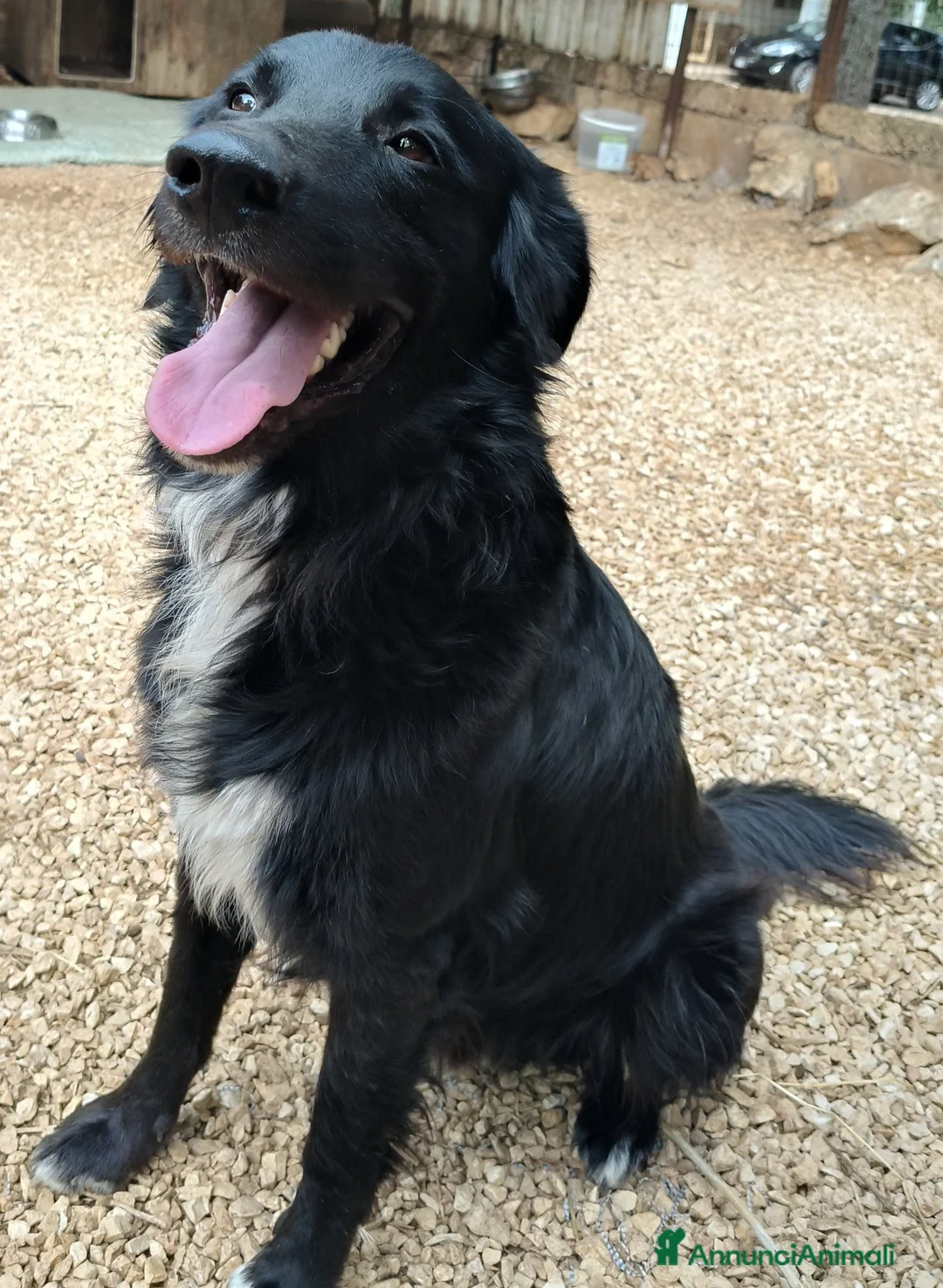 Meticcio cani in regalo: Sansone, il cane ideale - Annuncio 2