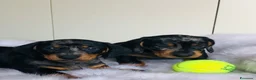 Bassotto cani in vendita: arlecchino silver - Annuncio 6