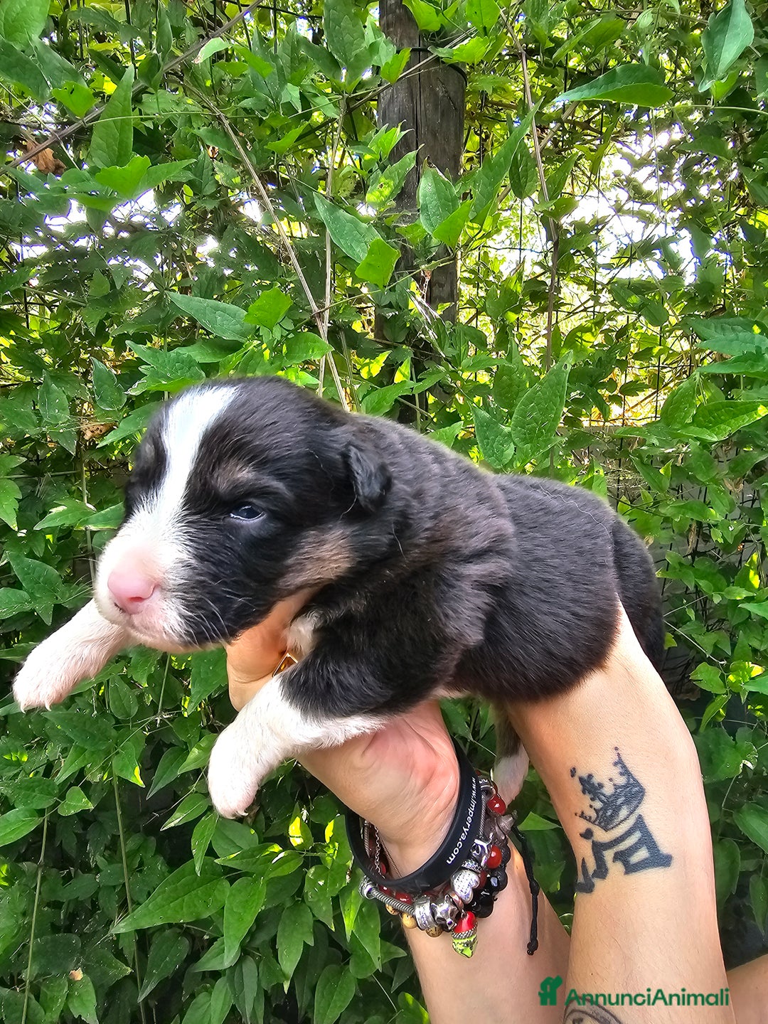 Australian Shepherd cani in vendita: Cuccioli di pastore australiano disponibili  a Provincia di Asti - Immagine 4