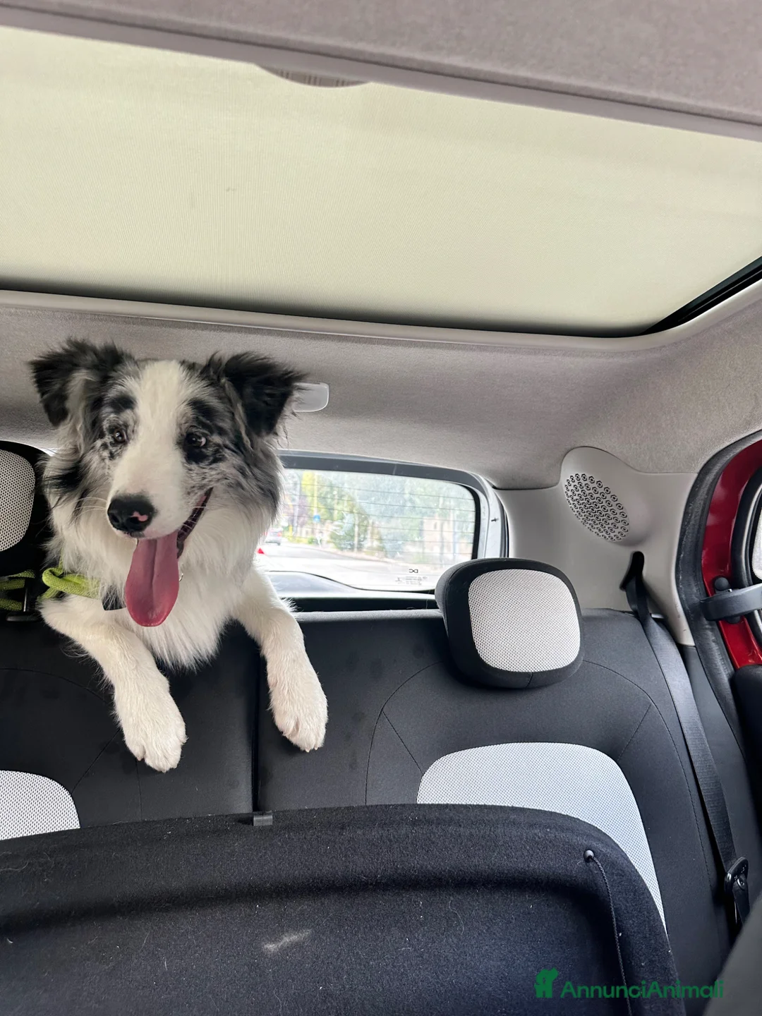 Border Collie cani per accoppiamento: Border Collie maschio Blue Merle per monta - Annuncio 3