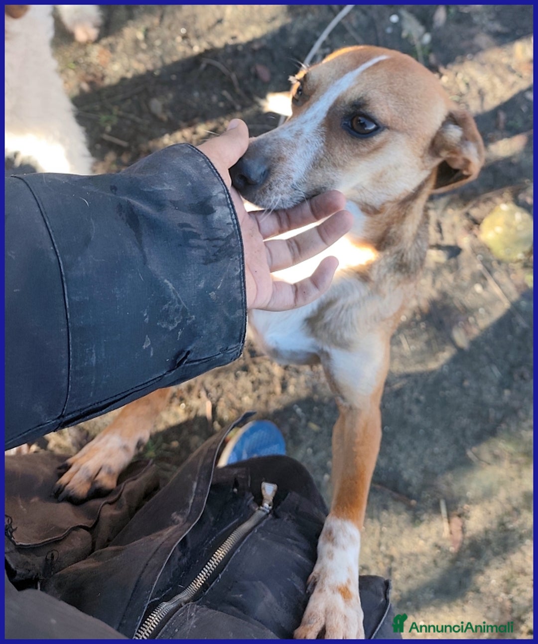 Meticcio cani in regalo: ALPENLIEBE, TENERA PICCOLETTA DI 4 ANNI  - Annuncio 8