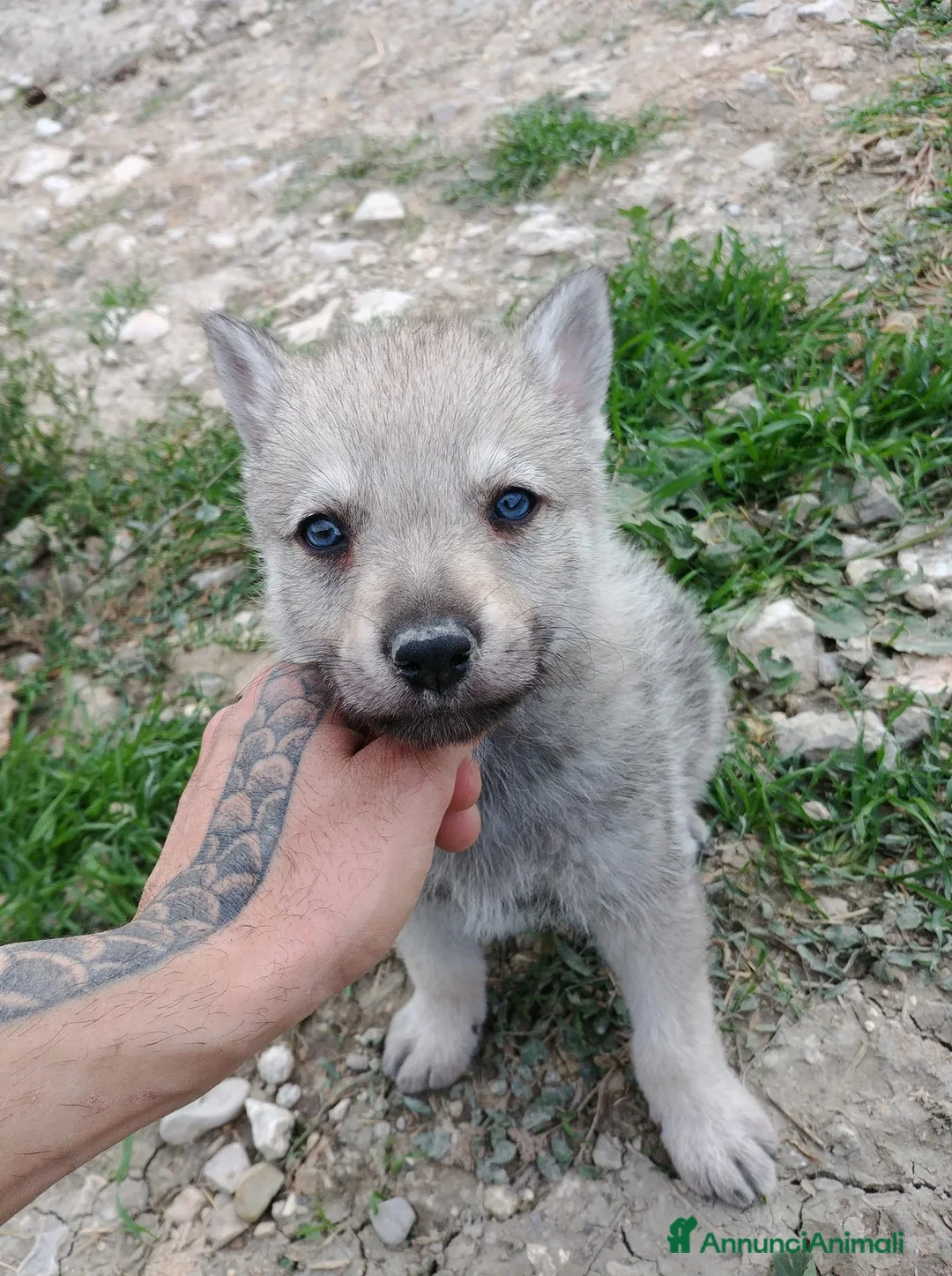 Lupo Cecoslovacco cani in vendita: Cucciolo Lupo Cecoslovacco argentato - Annuncio 1