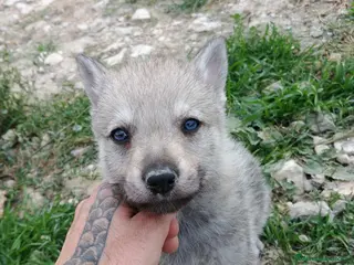 Lupo Cecoslovacco cani Cucciolo Lupo Cecoslovacco argentato - Annuncio 22