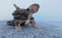 Bulldog Francese cani in vendita: Bulldog francese blu merle a Città Metropolitana di Genova - Immagine 4