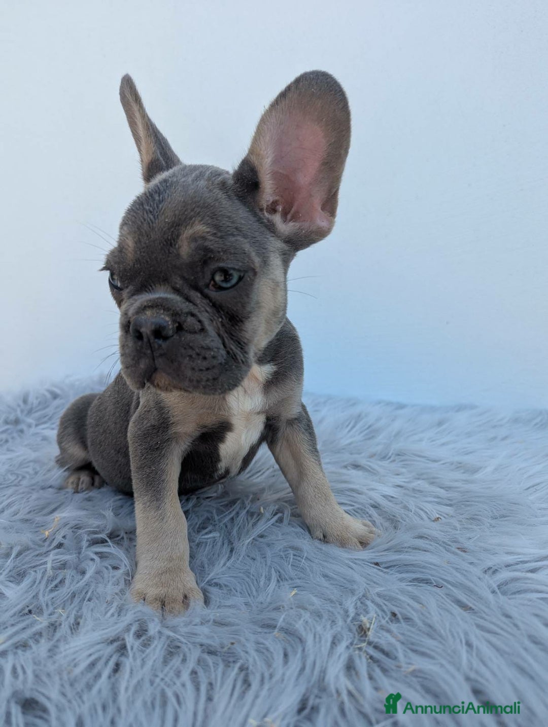 Bulldog Francese cani in vendita: Bulldog francese blu merle a Città Metropolitana di Genova - Immagine 4