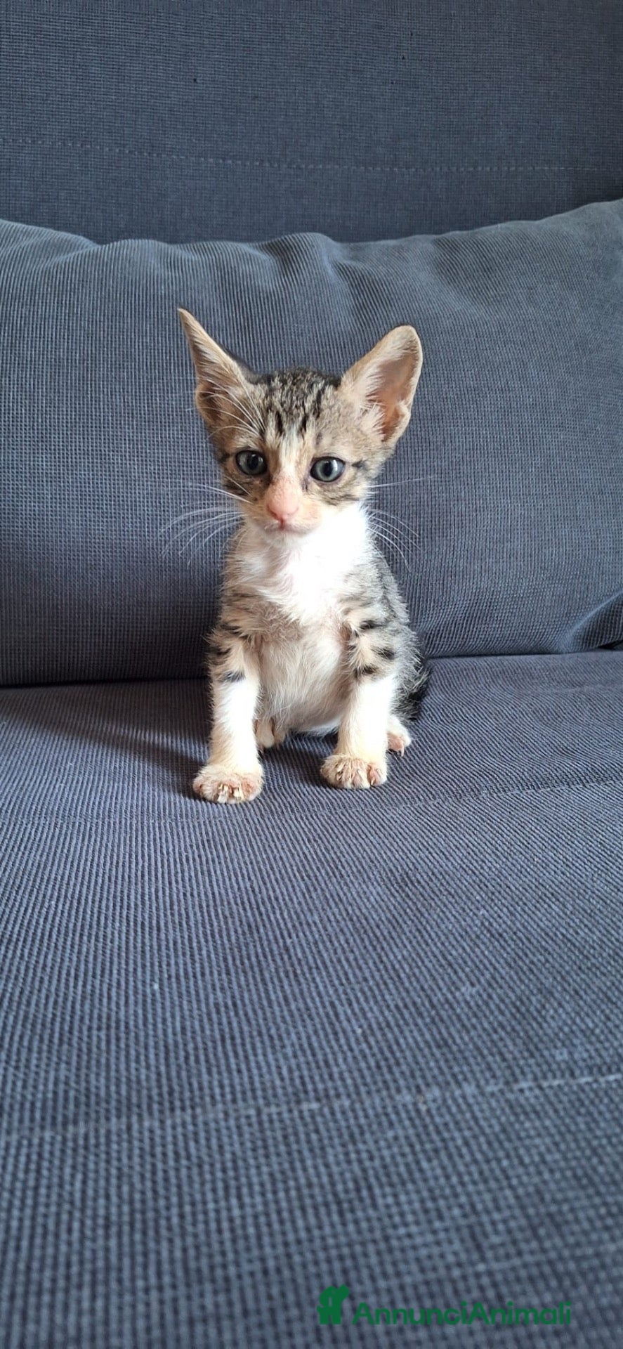 Europeo gatti Cosmo micino in miniatura cerca casa - Annuncio 1