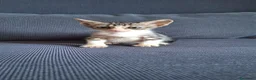 Europeo gatti in regalo: Cosmo micino in miniatura cerca casa - Annuncio 1