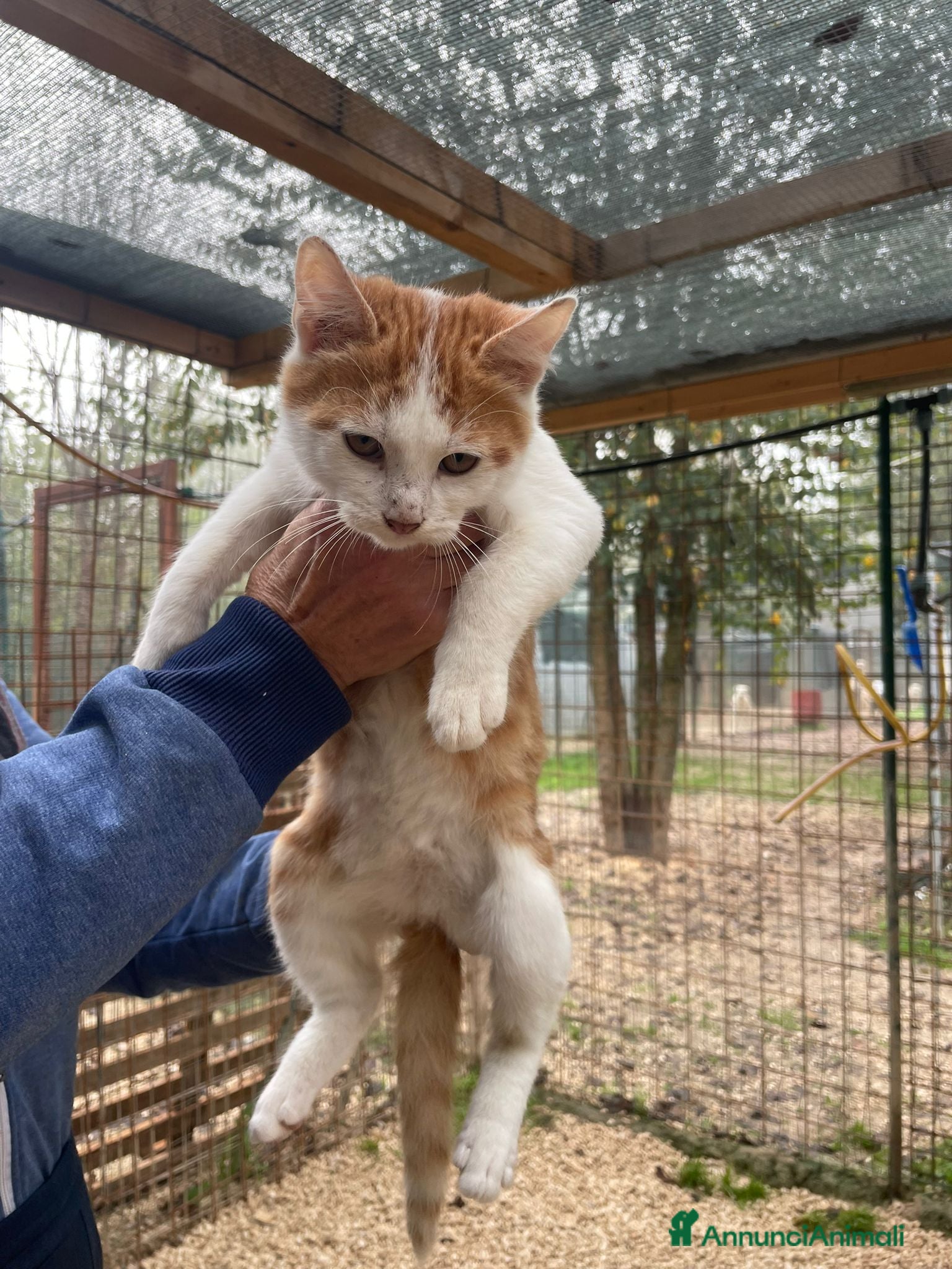 Meticcio gatti IL PICCOLO POOH - Annuncio 17