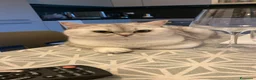 British gatti per accoppiamento: gattina cerca maschietto per accoppiamento  - Annuncio 7