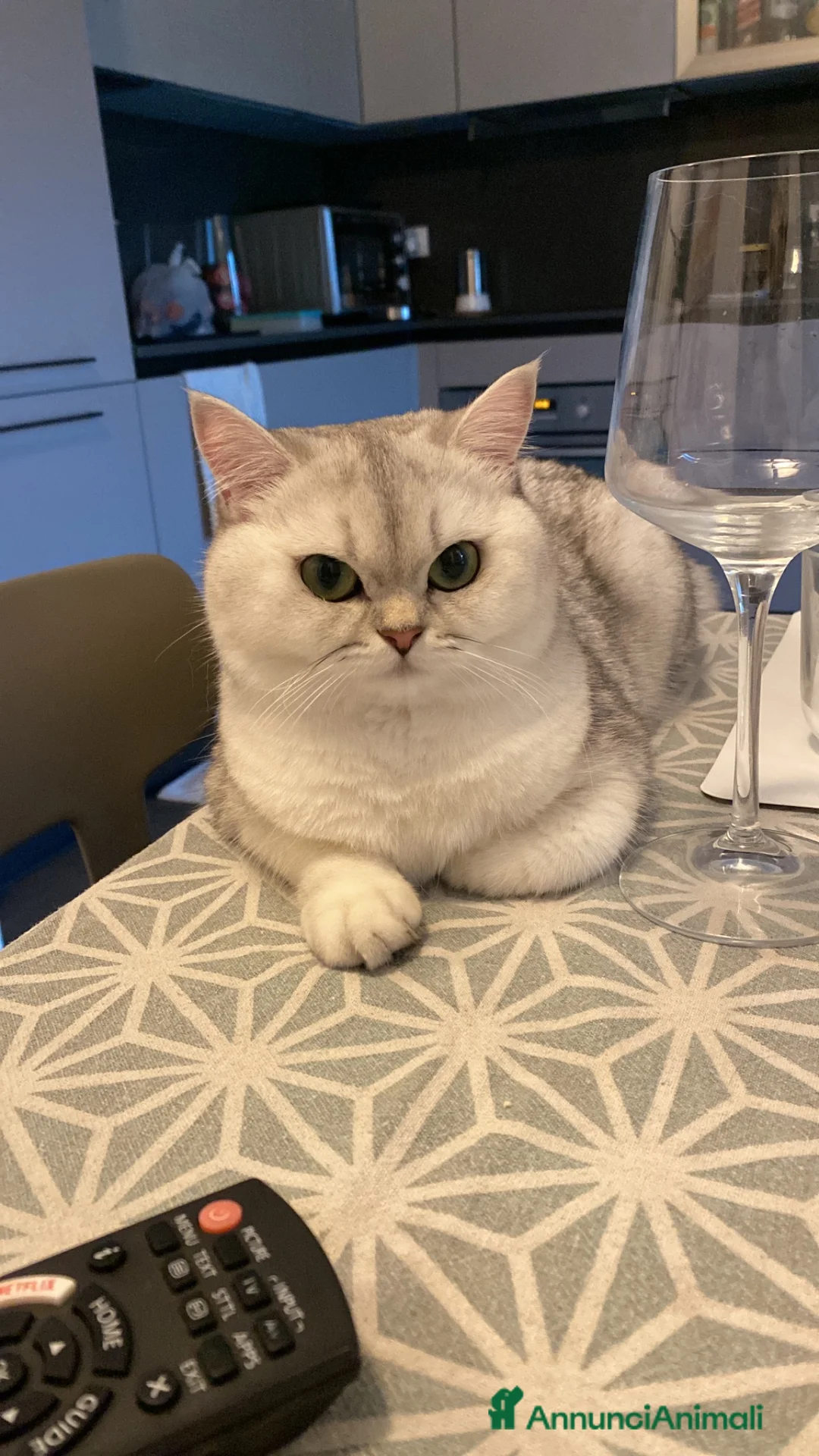 British gatti per accoppiamento: gattina cerca maschietto per accoppiamento  - Annuncio 7