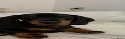 Bassotto cani per accoppiamento: Bassotto con pedigree per monta - Annuncio 8