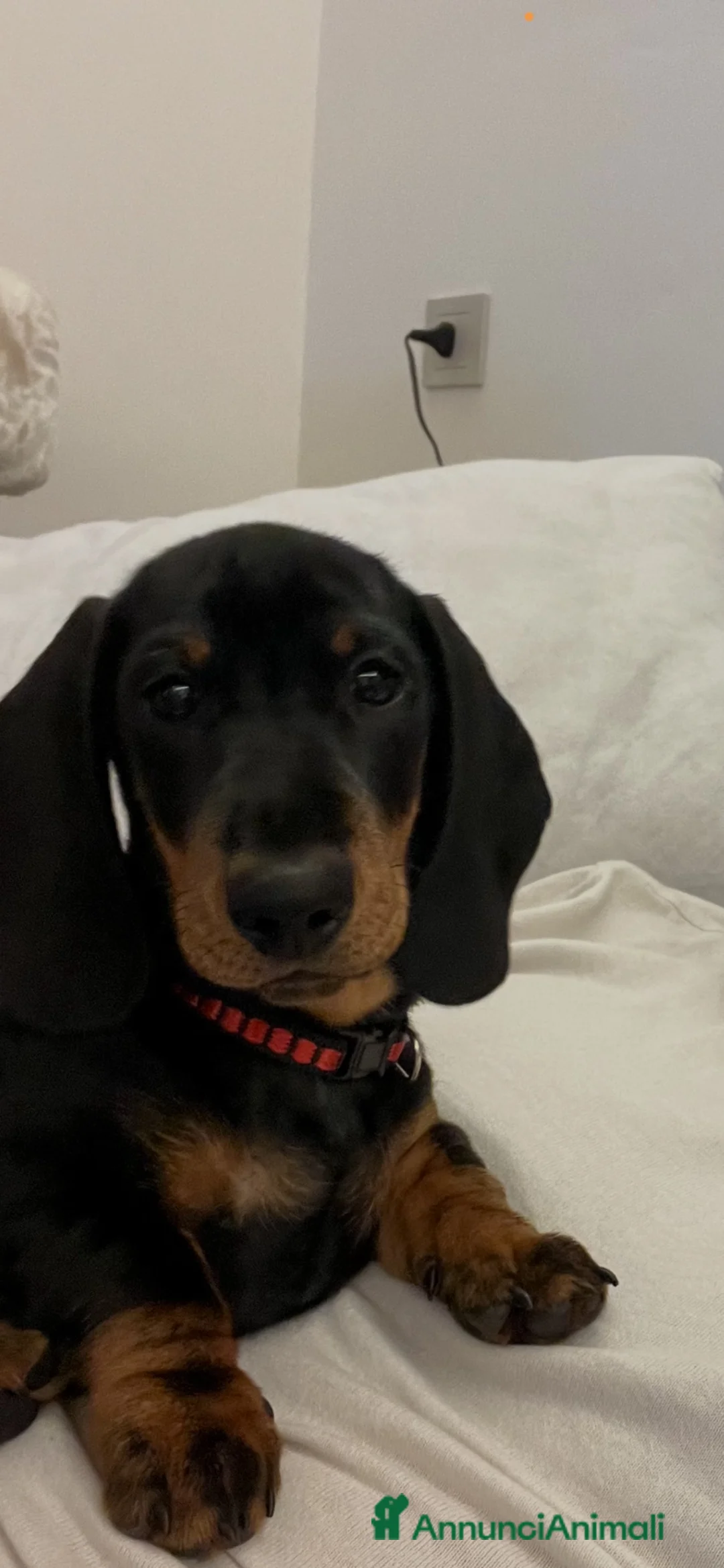Bassotto cani per accoppiamento: Bassotto con pedigree per monta - Annuncio 8